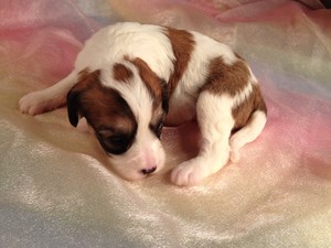 Cavachon Puppies for sale In Iowa August 2012|Female Teddy bear